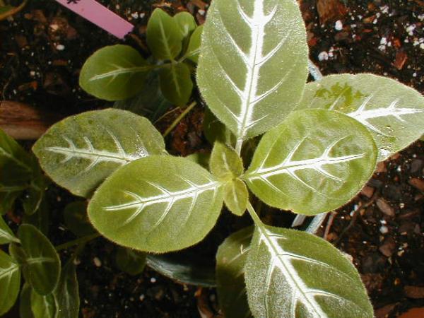 http://www.cloudjungle.com/cloudjungle/Acanthaceae/Ruellia/Ruellia makoyana.jpg